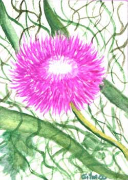 "Pink Beauty" by Gilma Arenas, Madison WI - Watercolor (NFS)